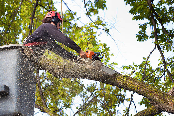 Best Tree Removal Near Me  in USA